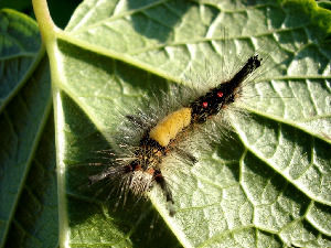 Гусеница волнянки античной, Lepidoptera, Orgyia antiqua (L.), Мурманская обл., окр. Кандалакши, район р. Канды, Юрченко С.