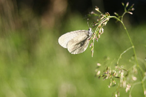 Беляночка горошковая, Lepidoptera, Leptidea sinapis (L.), Мурманская обл., окр. Лувеньга, Берлина Н.