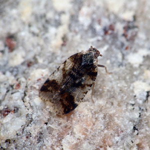 Цикада, Homoptera, Мурманская обл., Порья губа, губа Белозерская, Доливо-Добровольский Д.