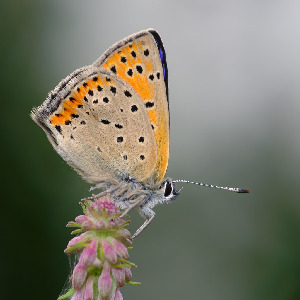 Червонец щавелевый, Lepidoptera, Heodes hippothoe (L.), Мурманская обл., Порья губа, о-в Горелый, Доливо-Добровольский Д.