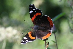 Адмирал, Lepidoptera, Vanessa atalanta (L.), Ленинградская обл., Покотилов В.