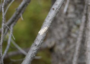 Плоская моль, Lepidoptera, Depressariidae,Мурманская обл., Лапландский заповедник, Катаева Р.