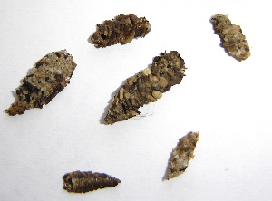Домики личинок ручейника, Trichoptera, Мурманская обл., о. Великий, Панарина Н.