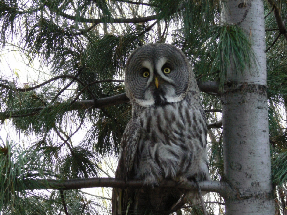 Неясыть бородатая, Strix nebulosa, Мурманская обл., г.Кандалакша, Татаринкова И.