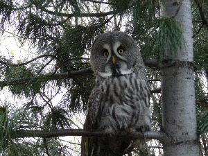 Неясыть бородатая, Strix nebulosa, Мурманская обл., г.Кандалакша, Татаринкова И.
