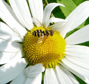 Журчалка, Diptera, Syrphus sp. Мурманская обл., окр. Лувеньги, Жулай Т.
