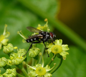 Ежемуха, Diptera, Tachinidae, Мурманская обл., Порья губа, о. Горелый, Доливо-Добровольский Д.