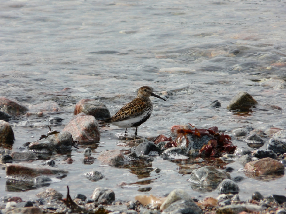 Чернозобик, Calidris alpina, Мурманская обл., Северный архипелаг, л. Ирвасиха, Харитонова И.