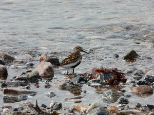 Чернозобик, Calidris alpina, Мурманская обл., Северный архипелаг, л. Ирвасиха, Харитонова И.
