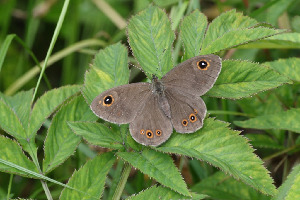 Петроградская бархатка, Lepidoptera, Lasiommata petropolitana F., Ленинградская обл., Покотилов В.