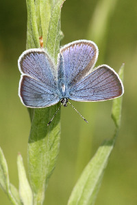 Голубянка лесная, Lepidoptera, Polyommatus semiargus (Rottemburg, 1775), Ленинградская обл., Покотилов В.