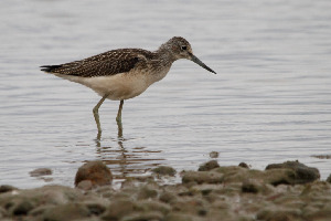 Улит большой, Tringa nebularia, Ленинградская обл., Покотилов В.