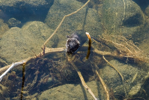 Полевка водяная - Arvicola terrestris, Краснова Е, .Карелия.