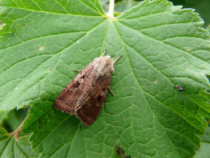 Совка, Lepidoptera, Diarsia mendica (F), Мурманская обл., Северный архипелаг, л. Ирвасиха, Харитонова И.
