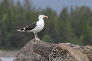 Чайка морская, Larus marinus, Мурманская обл.. окр. Лувеньги, Покотилов В.
