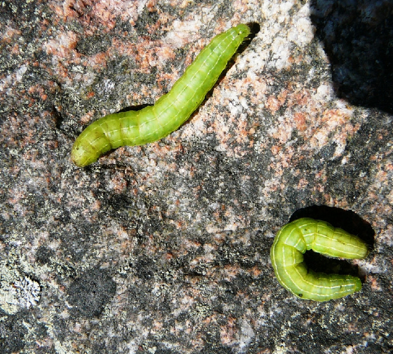 Гусеница совки, Lepidoptera, Amphypira tragopogonis (Cl), Мурманская обл., Лувеньга, Жулай Т.