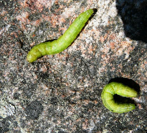 Гусеница совки, Lepidoptera, Amphypira tragopogonis (Cl), Мурманская обл., Лувеньга, Жулай Т.