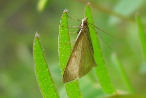 Огневка, Lepidoptera ( Den. et Schiff.), Мурманская обл., Блинова И.