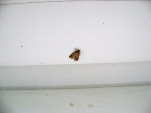 Плоская моль, Lepidoptera, Agonopterix heracliana (L.), Мурманская обл., Кандалакша, Юрченко С.