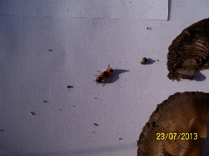 Жук-стафилин,Coleoptera, Staphylinidae, Мурманская обл., Кандалакша, Корякин А.
