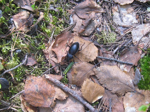 Черная лесная жужелица, Coleoptera, Carabus glabratus, Мурманская обл., Северный арх., о. Ряшков, Москвичева Л.