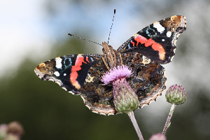Адмирал, Lepidoptera, Vanessa atalanta (L.), Ленинградская обл., Покотилов В.