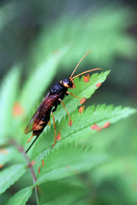 Рогохвост большой, Hymenoptera, Urocerus gigas (L.) , Мурманская обл., окр. Колвицы, Быков Ю.