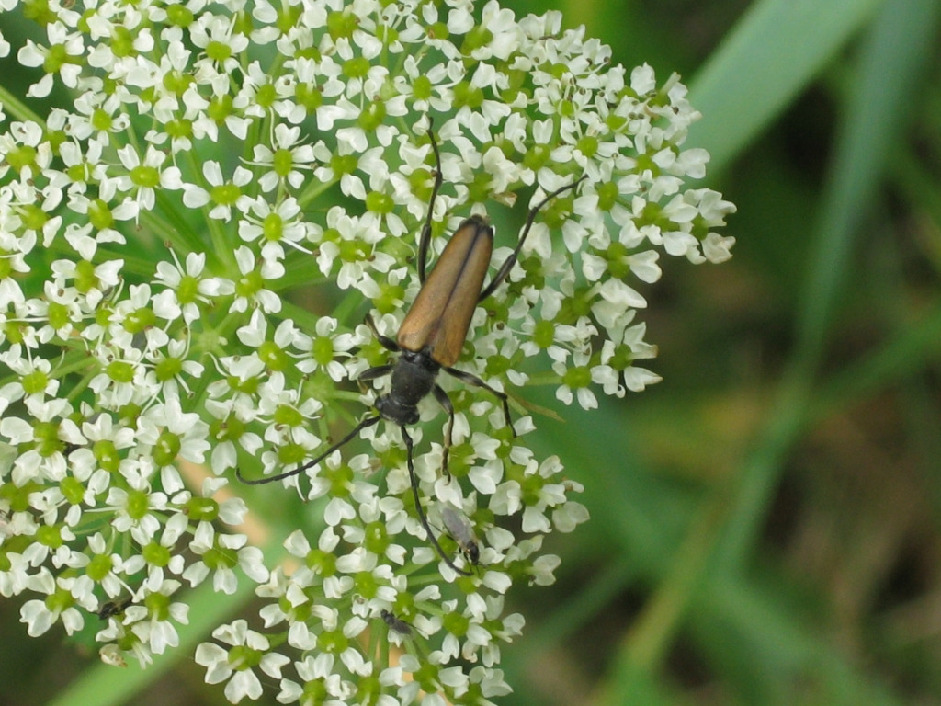 Усач, Coleoptera, Leptura sp., Мурманская обл., Северный арх., о. Ряшков, Москвичева Л.