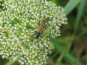 Усач, Coleoptera, Leptura sp., Мурманская обл., Северный арх., о. Ряшков, Москвичева Л.