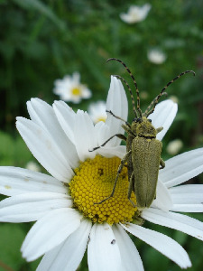Лептура зелёная, Coleoptera, Lepturobosca virens (L.), Мурманская обл., окр. Кандалакши, район р. Канды, Юрченко С.