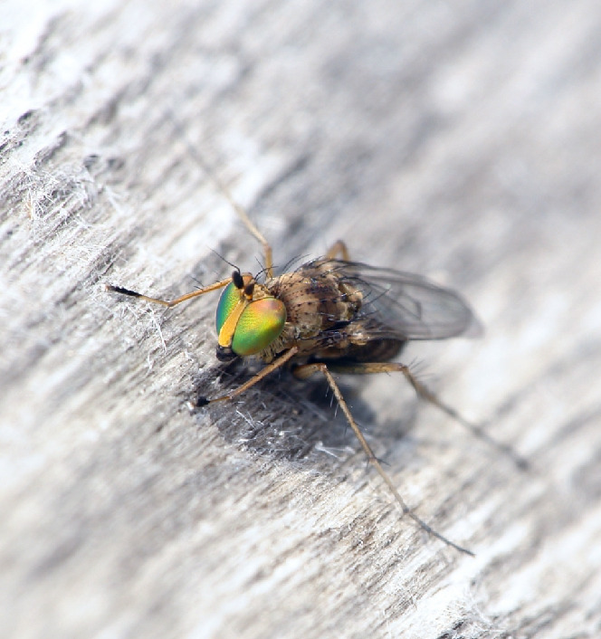 Зеленушка, Diptera, Dolichopodidae Мурманская обл., Порья губа, о. Горелый, Доливо-Добровольский Д.