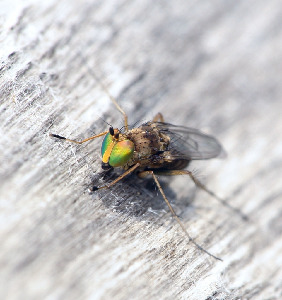 Зеленушка, Diptera, Dolichopodidae Мурманская обл., Порья губа, о. Горелый, Доливо-Добровольский Д.