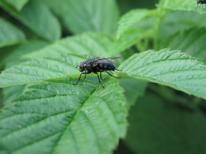 Муха-каллифора, Diptera, Calliphoridae.Мурманская обл., окр. Кандалакши, СОТ Брусничный Ручей, Юрченко С.