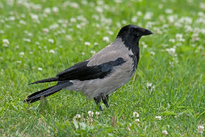 Ворона серая, Corvus cornix, Ленинградская обл., Покотилов В.