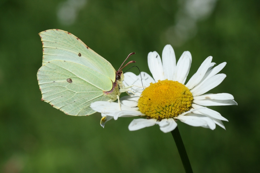 Лимонница, Lepidoptera, Gonepteryx rhamni (L.), Ленинградская обл., Покотилов В.