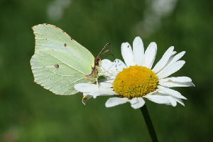 Лимонница, Lepidoptera, Gonepteryx rhamni (L.), Ленинградская обл., Покотилов В.