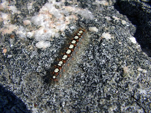 Гусеница волнянки ивовой, Lepidoptera, Leucoma salicis (L.), Мурманская обл., Северный архипелаг, л. Девичья, Колупаева Н.