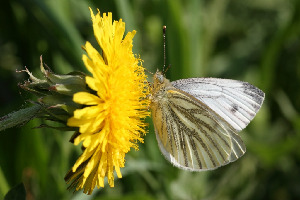 Брюквенница, Lepidoptera, Pieris nap ( L.), Ленинградская обл., Покотилов В.