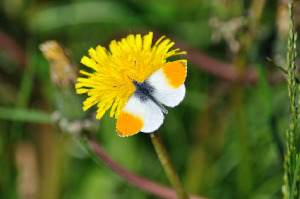 Зорька, Lepidoptera, Anthocharis cardamines (L.), Мурманская обл., окр. Лувеньги, Быков Ю.
