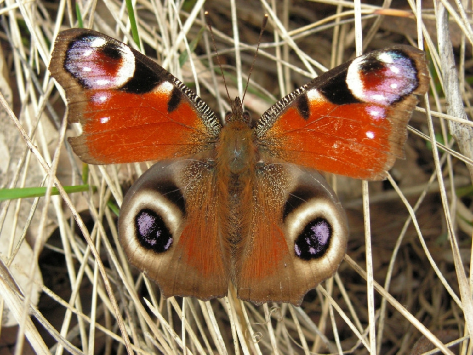 Павлиний глаз, Lepidoptera, Inachis io (L.), Липецкая обл., Мельников М.