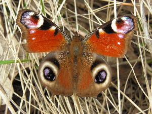 Павлиний глаз, Lepidoptera, Inachis io (L.), Липецкая обл., Мельников М.