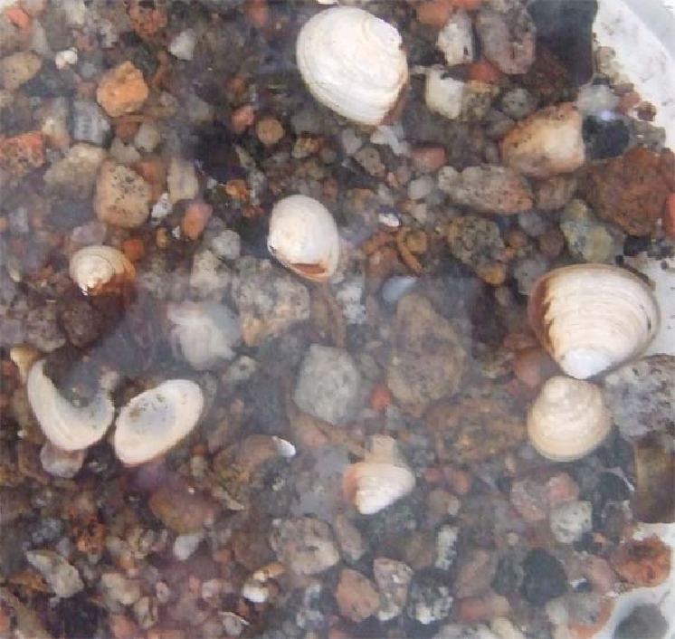 Макома, Macoma balthica (L.), Карелия, ББС, МГУ, Краснова Е.