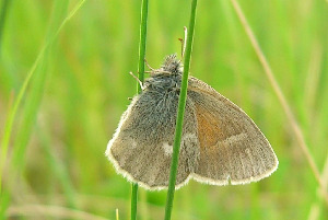 Сенница болотная, Lepidoptera, Coenonympha tullia (Mull.), Мурманская обл., Блинова И.