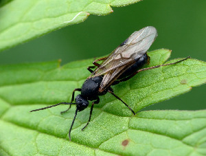 Муравей, Hymenoptera, Formica sp., Мурманская обл., Порья губа, о. Горелый, Доливо-Добровольский Д.