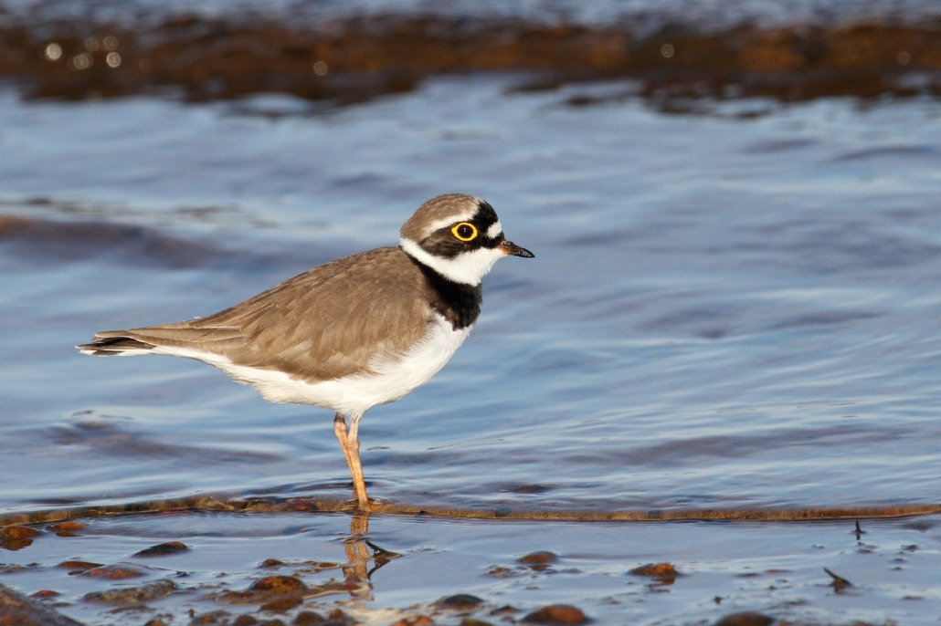 Зуек малый, Charadrius dubius, Ленинградская обл., Покотилов В.