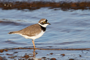 Зуек малый, Charadrius dubius, Ленинградская обл., Покотилов В.