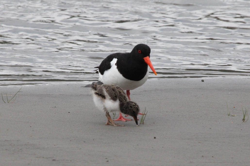Кулик-сорока, Haematopus ostralegus, Мурманская обл., Северный арх., о. Лодейный, губа Кордонная, Харитонова И.