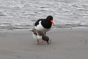 Кулик-сорока, Haematopus ostralegus, Мурманская обл., Северный арх., о. Лодейный, губа Кордонная, Харитонова И.