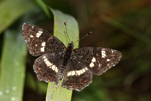 Пестрокрыльница изменчивая (летняя форма), Lepidoptera, Araschnia levana (L.), Ленинградская обл., Покотилов В.