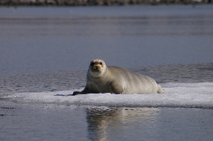 Морской заяц - Erignathus barbatus, Вощиков В., Северный арх.